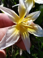 Erythronium multiscapideum