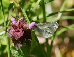 Dismorphiinae