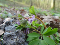 Corydalis pumila
