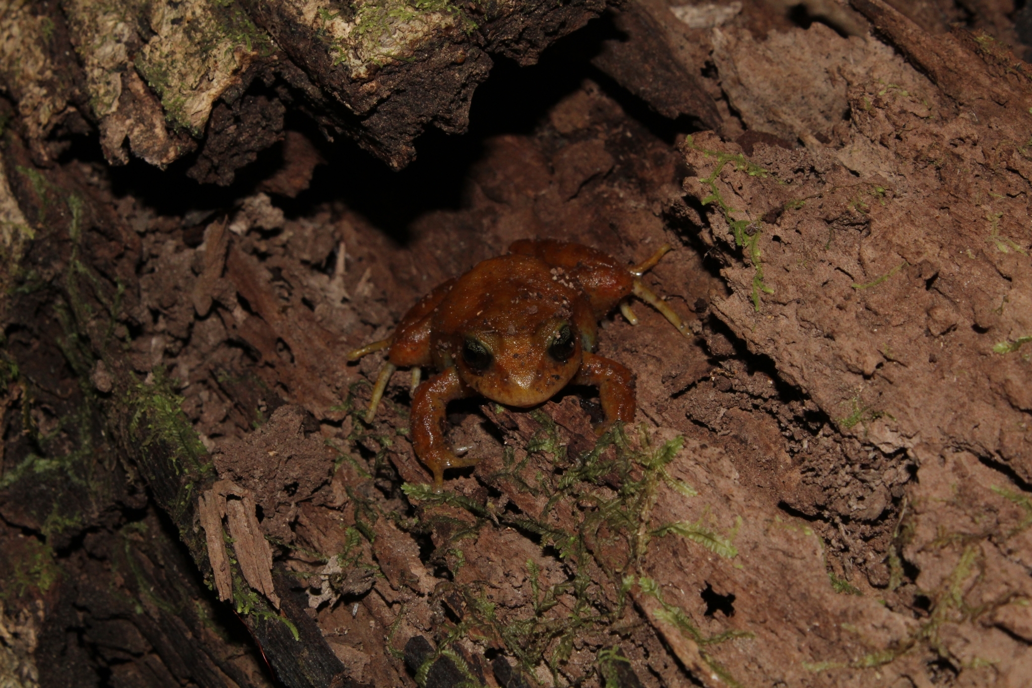 Eupsophus altor Nuñez, Rabanal & Formas, 2012