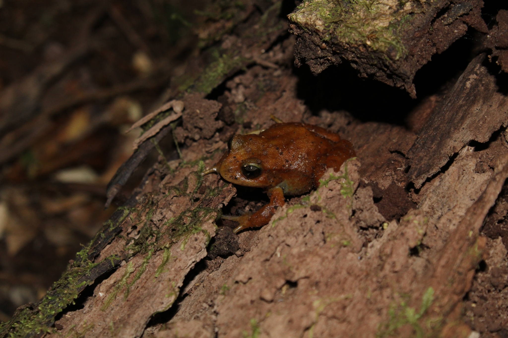Eupsophus altor Nuñez, Rabanal & Formas, 2012