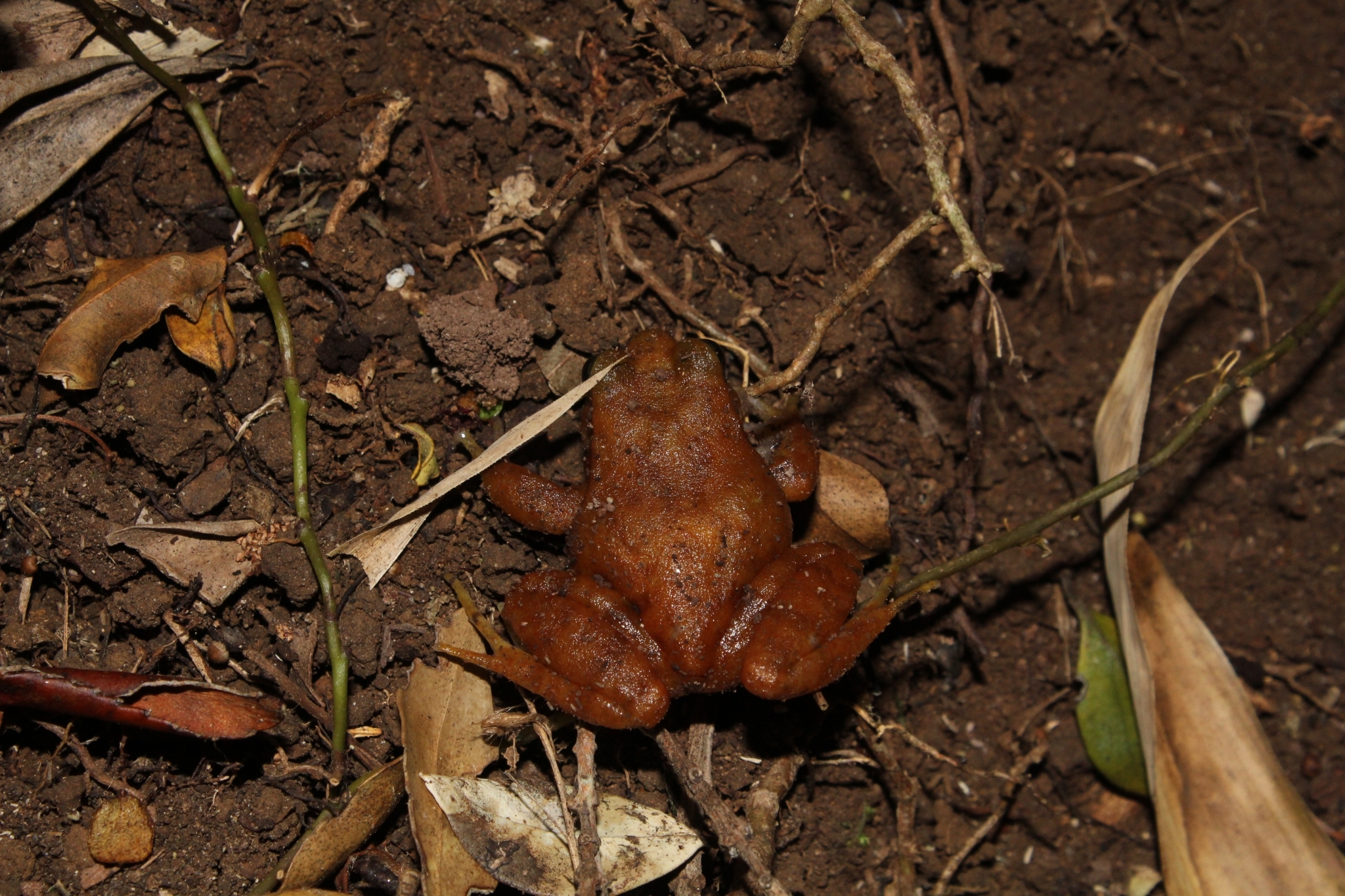 Eupsophus altor Nuñez, Rabanal & Formas, 2012