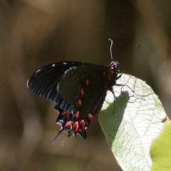 Mimoides thymbraeus aconophos