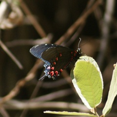 Mimoides thymbraeus aconophos