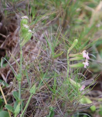 Image of Silene crassifolia by (c) Tony Rebelo, some rights reserved (CC BY-SA)