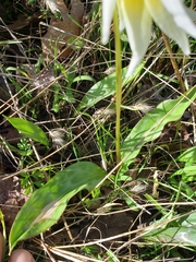 Erythronium multiscapideum