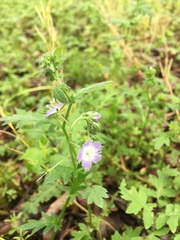 Phacelia purshii
