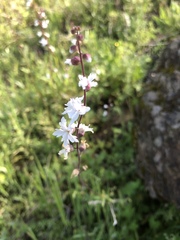 Lithophragma parviflorum