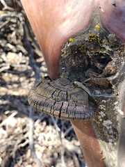 Phellinus arctostaphyli