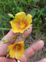 Linum hudsonioides