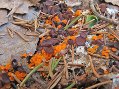 Byssonectria terrestris