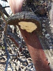 Phellinus arctostaphyli