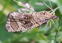 Olethreutes ferrolineana