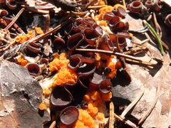 Pseudombrophila guldeniae