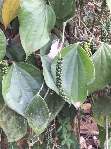 Foto de Pimenta-do-reino