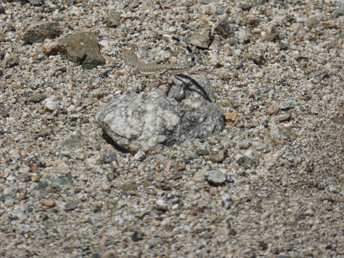 iNaturalist observation photo of Zebra-tailed Lizard
