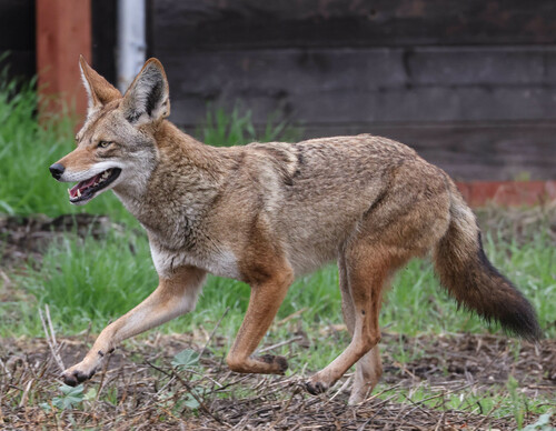 Coyote