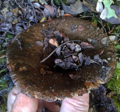 Lactifluus sepiaceus