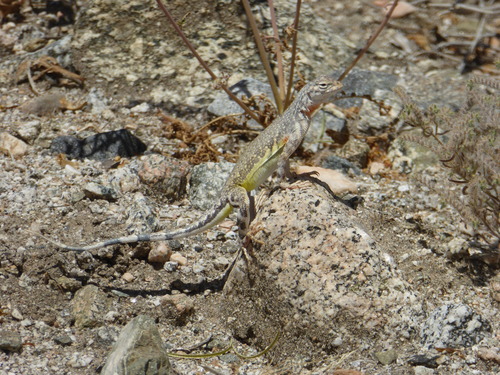 iNaturalist observation photo of Zebra-tailed Lizard
