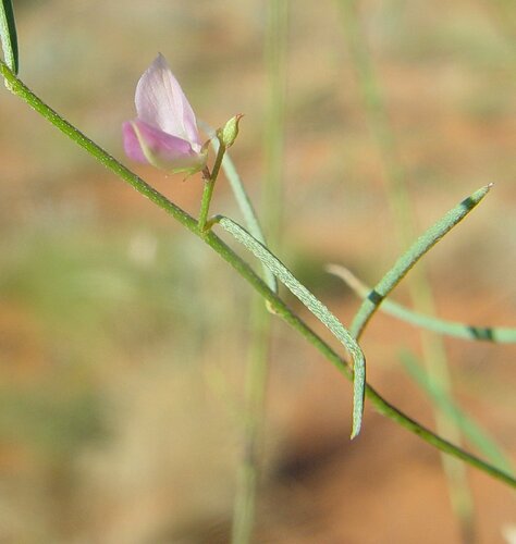Indigofera ammobia