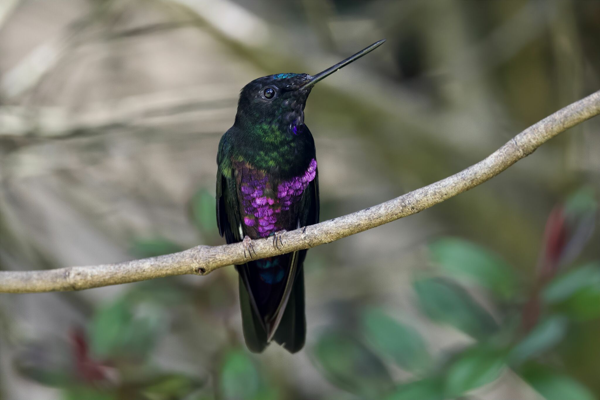 Blue-throated Starfrontlet (Coeligena helianthea), photo 7