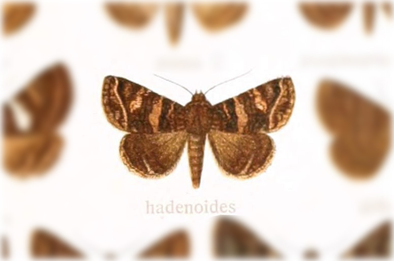 Coxina hadenoides