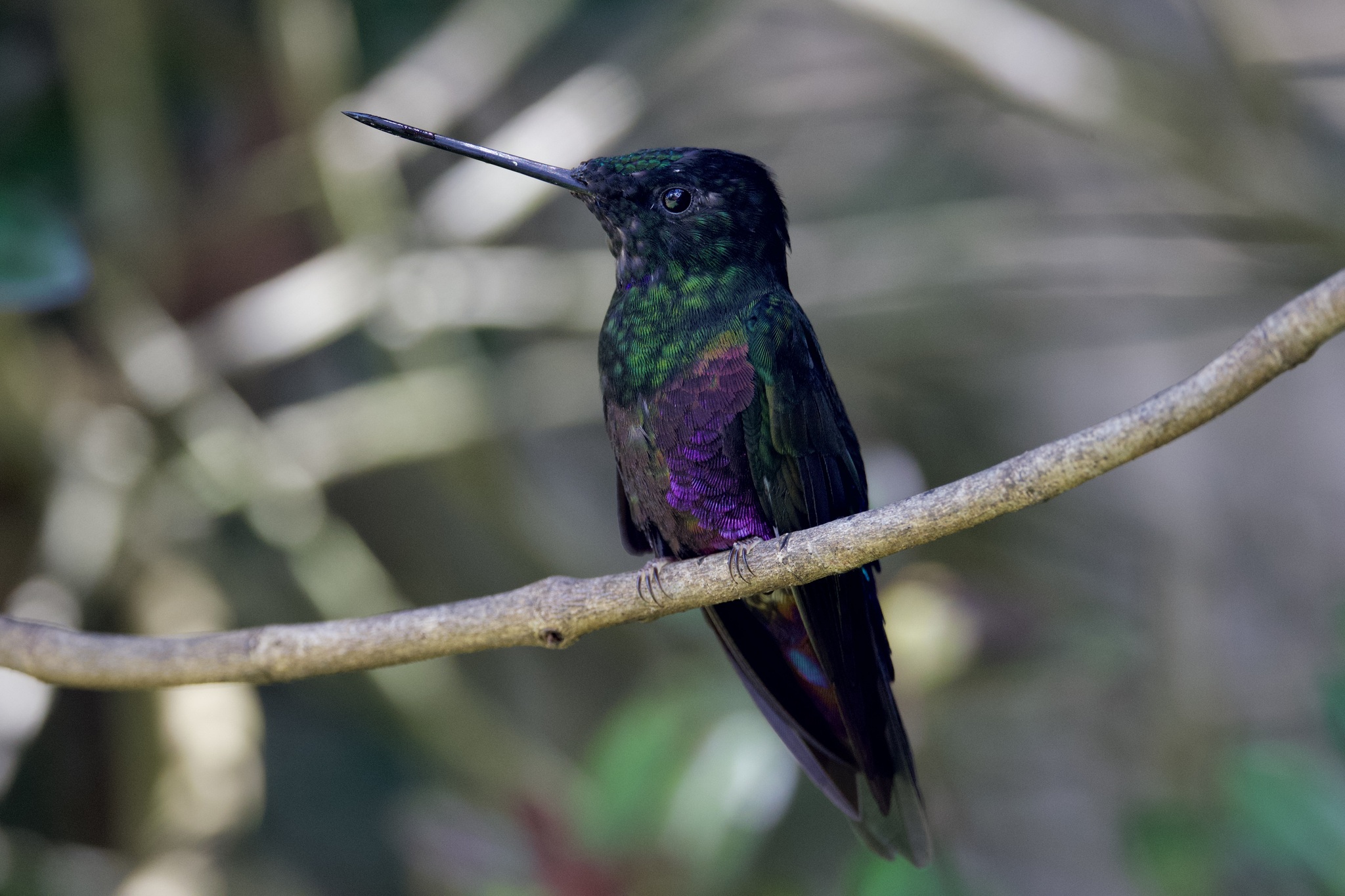 Blue-throated Starfrontlet (Coeligena helianthea), photo 8