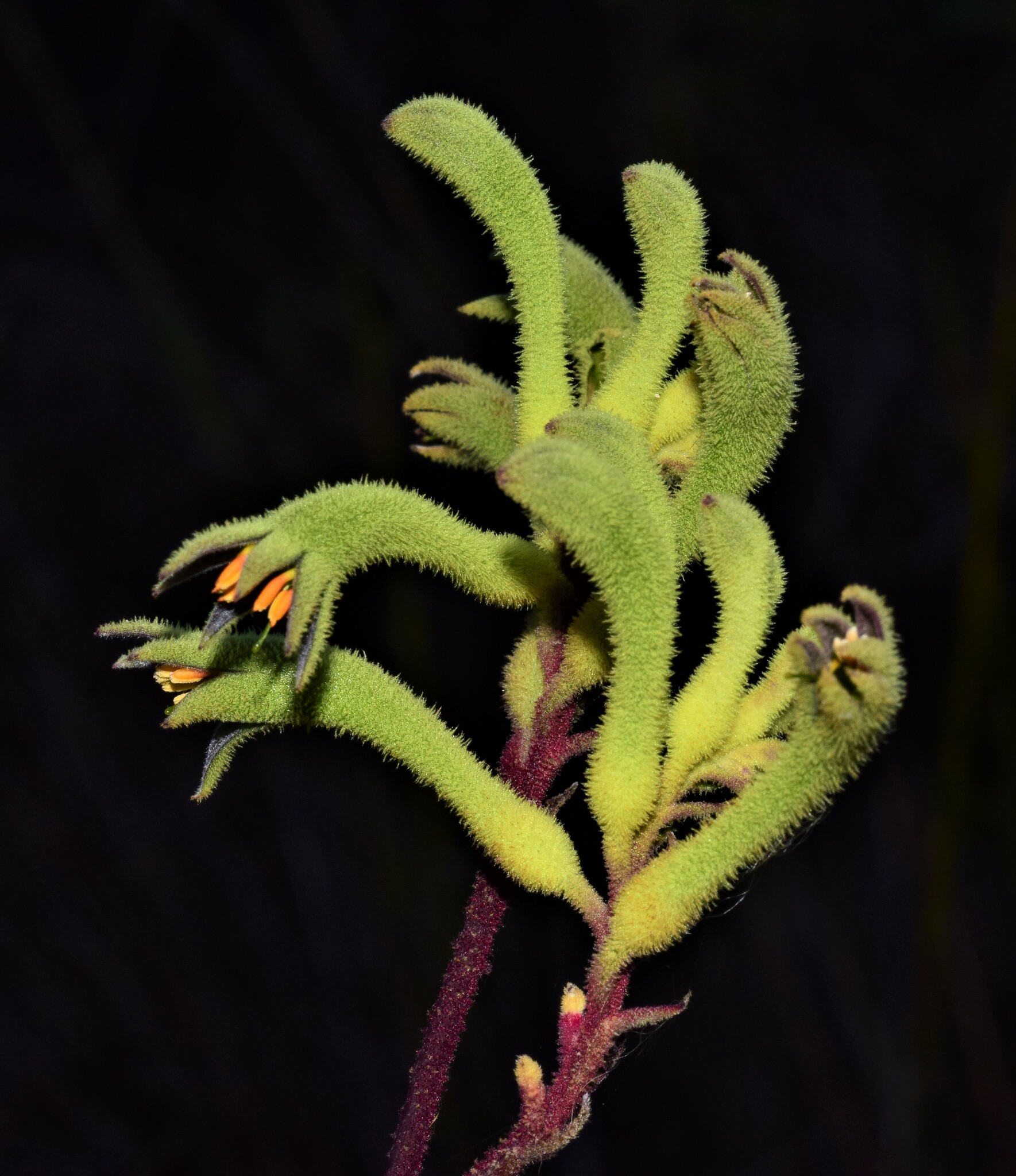 tall kangaroo paw (Anigozanthos flavidus) · iNaturalist
