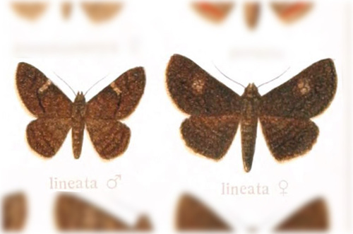Pseudyrias lineata