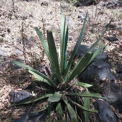 Agave vivipara