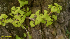 Ginkgo biloba