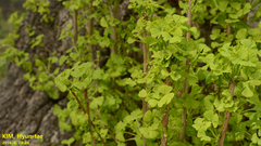 Ginkgo biloba