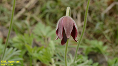 Pulsatilla cernua