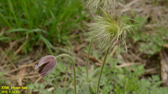 Pulsatilla cernua