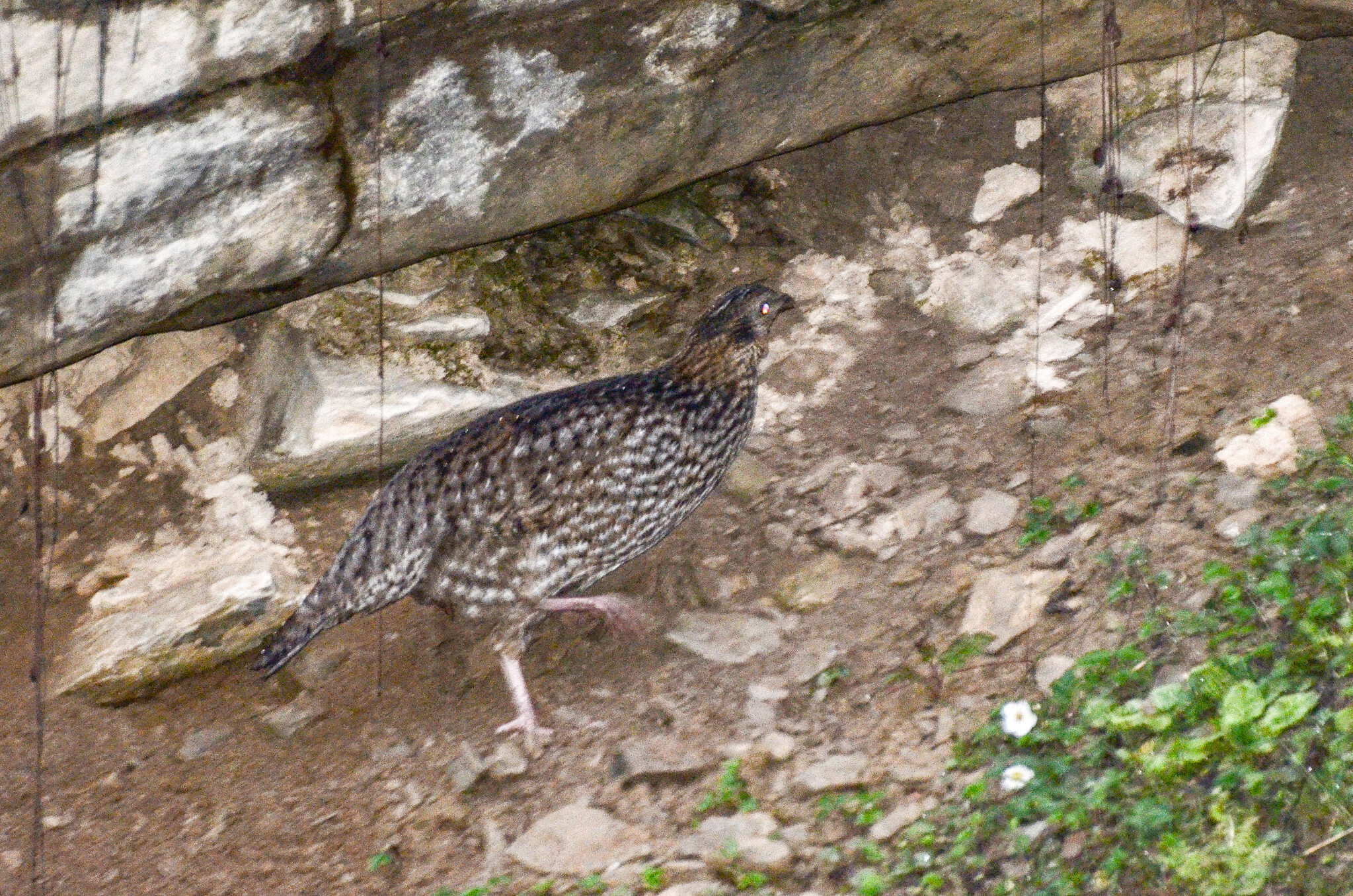 Temminck's Tragopan (Tragopan temminckii), photo 6