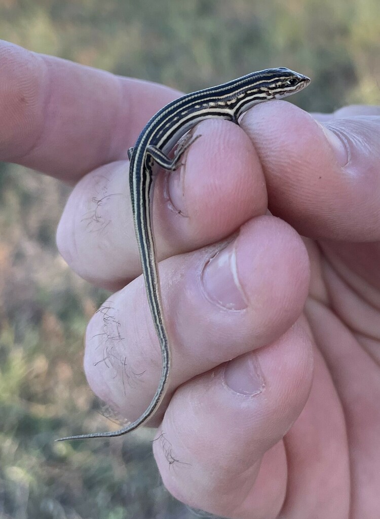 Mitchell Grass Ctenotus
