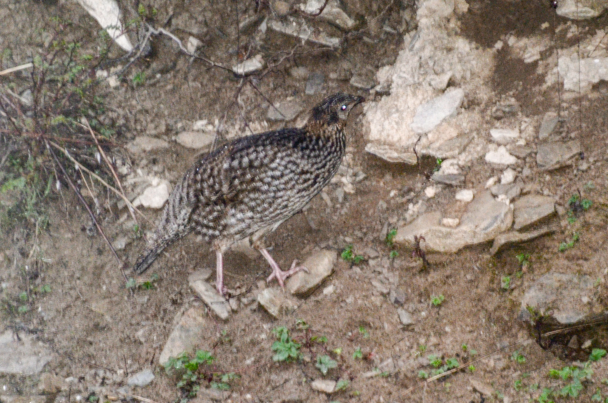 Temminck's Tragopan (Tragopan temminckii), photo 7