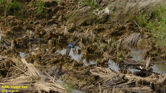 Hirundo rustica gutturalis