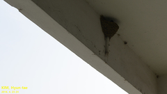 Hirundo rustica gutturalis