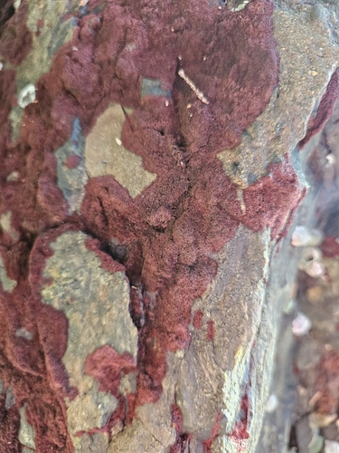 Rhodochorton purpureum observed 2024-01-18