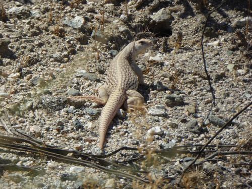 iNaturalist observation photo of Desert Iguana