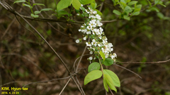Spiraea prunifolia