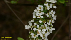 Spiraea prunifolia
