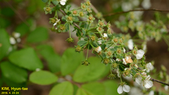 Spiraea prunifolia