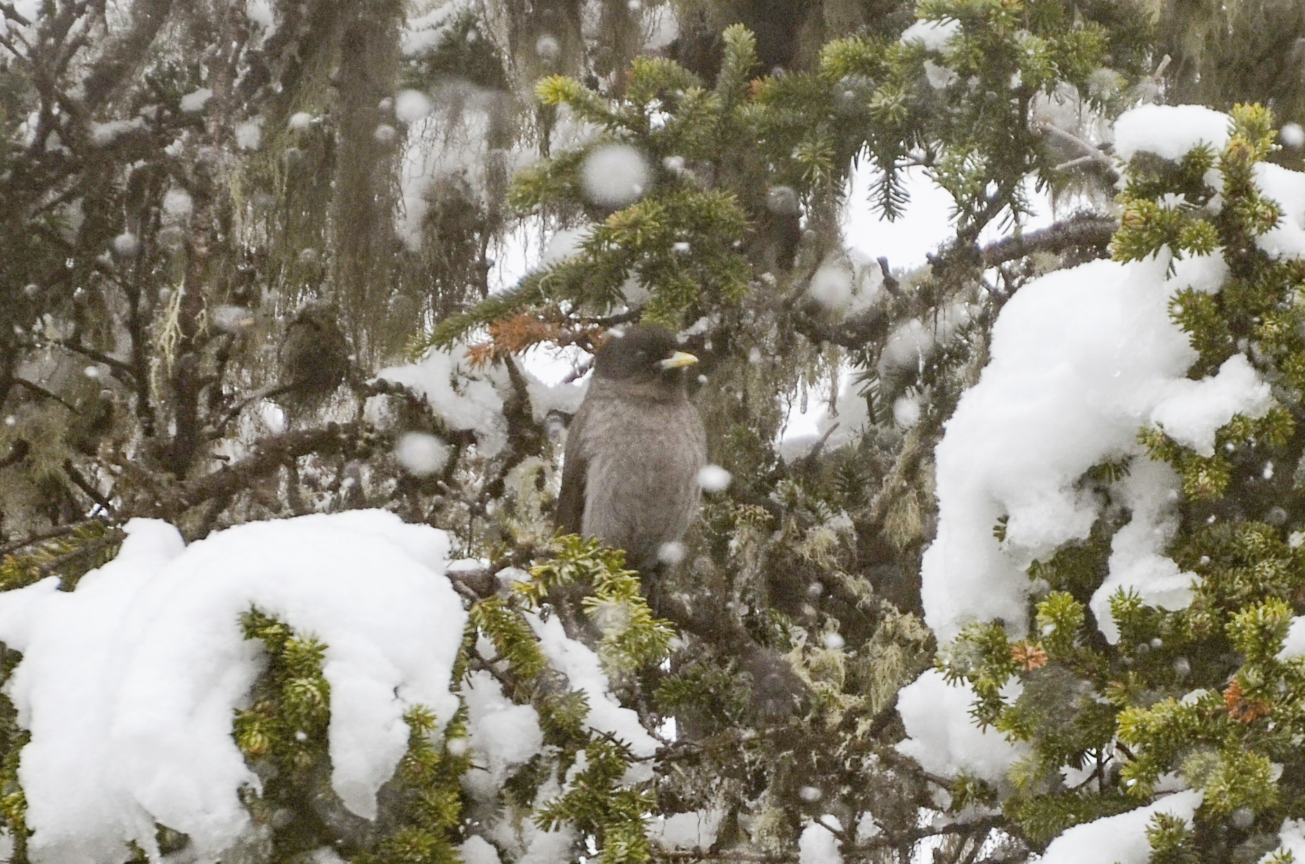 Sichuan Jay (Perisoreus internigrans), photo 3