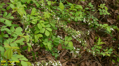 Spiraea prunifolia