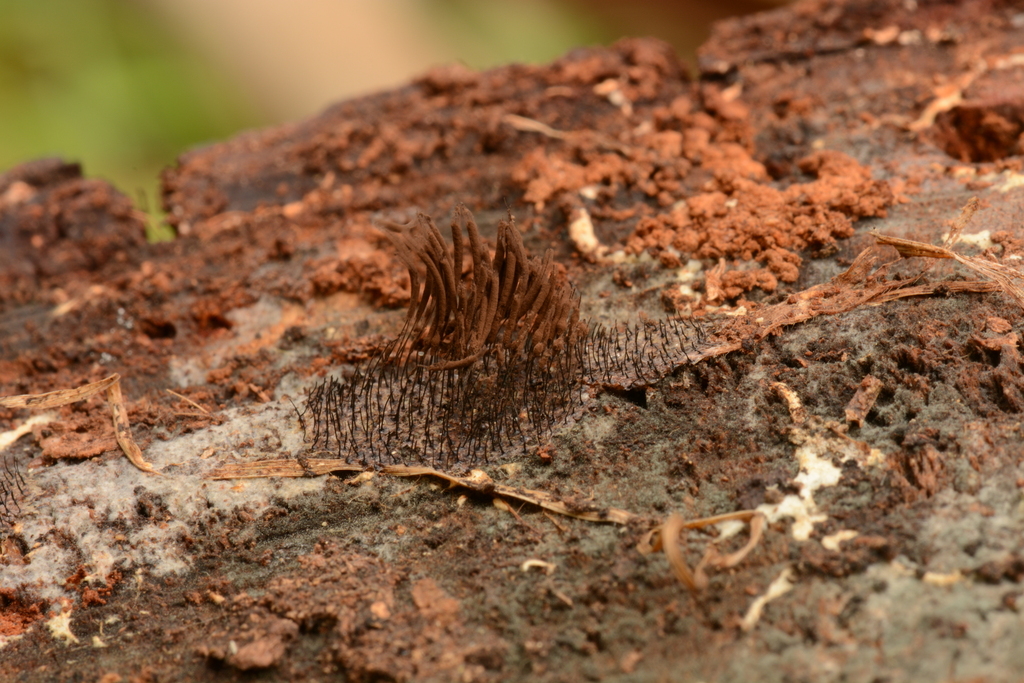 Chocolate Tube Slimes from Bull Creek SA 5157, Australia on December 30 ...