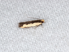 Ardozyga catarrhacta