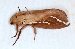 Abantiades argyrosticha