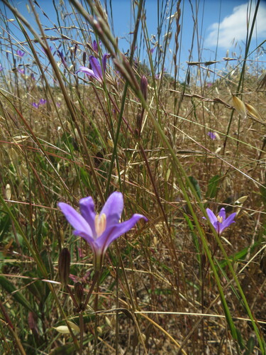 Image of Brodiaea santarosae by no rights reserved